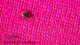  Presentation with diseases - Cool new theme with sucking carrier of various disease backdrop and a red colored foreground