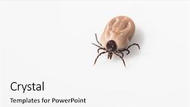  Presentation with diseases - PPT layouts with sucking carrier of various disease background and a white colored foreground