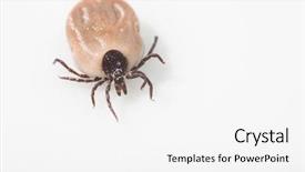  Presentation with blood - Colorful slide deck enhanced with sucking carrier of various disease backdrop and a white colored foreground