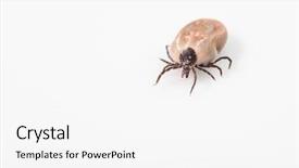  Presentation with blood - Beautiful PPT theme featuring sucking carrier of various disease backdrop and a white colored foreground