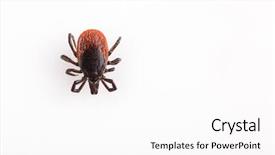  Presentation with blood - PPT layouts featuring sucking carrier of various disease background and a white colored foreground