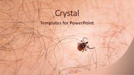  Presentation with blood - Slide deck having sucking carrier of various disease background and a coral colored foreground