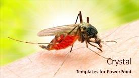  Presentation with dengue - Colorful slides enhanced with sucking mosquito dangerous vehicle backdrop and a lemonade colored foreground