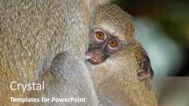 Presentation with kruger - Beautiful presentation featuring suckling-baby-vervet-monkey-cercopithecus backdrop and a coral colored foreground