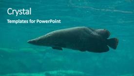  Presentation with wildlife - PPT layouts consisting of sudy - arapaima sudis gigas also known background and a  colored foreground