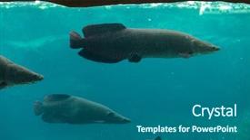  Presentation with wildlife - Audience pleasing theme consisting of sudy - arapaima sudis gigas also known backdrop and a  colored foreground
