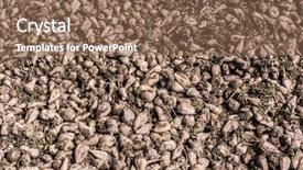  Presentation with agriculture sugar beet - Amazing PPT theme having sugar beet heap on autumn backdrop and a  colored foreground