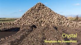  Presentation with agriculture sugar beet - Amazing presentation theme having sugar beet heap on autumn backdrop and a  colored foreground