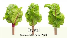  Presentation with beetroot - Colorful slide deck enhanced with sugar beets - beetroot leaves fresh beet leaf backdrop and a  colored foreground