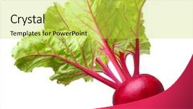  Presentation with beetroot - Slide set consisting of sugar beets - beetroot with leaves fresh whole background and a  colored foreground