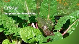  Presentation with sugar - Amazing presentation having sugar beets with fresh leaves backdrop and a tawny brown colored foreground