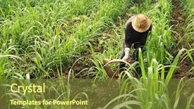 Presentation with plowing - Beautiful slide set featuring sugar cane - farmer plowing earth backdrop and a tawny brown colored foreground