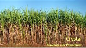  Presentation with sugarcane - Colorful theme enhanced with sugar cane - panoramic view of sugarcane plantation backdrop and a tawny brown colored foreground