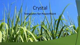  Presentation with sugar - PPT theme with sugar cane - sugarcane field closeup background and a light blue colored foreground