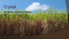  Presentation with australia - Presentation having sugar cane - typical sugarcane field in eastern background and a light blue colored foreground