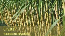  Presentation with cane - Presentation having sugar-cane-and-part background and a gold colored foreground