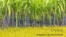  Presentation with sugar cane - Cool new presentation theme with sugar-cane-field-in-fujian backdrop and a gold colored foreground