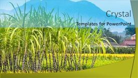  Presentation with sugar cane - PPT theme enhanced with sugar-cane-field-in-fujian background and a light blue colored foreground