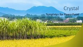  Presentation with sugar cane - Amazing slides having sugar-cane-field-in-fujian backdrop and a light blue colored foreground