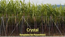  Presentation with sugar cane - PPT layouts enhanced with sugar cane field background and a wine colored foreground