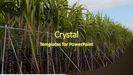 Presentation with sugar cane - Colorful theme enhanced with sugar cane field backdrop and a tawny brown colored foreground