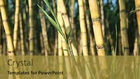  Presentation with sugar - PPT theme consisting of sugar-cane-fresh-plantation-sugarcane background and a gold colored foreground