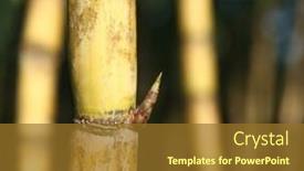  Presentation with plantation - Presentation theme having sugar-cane-fresh-plantation-sugarcane background and a tawny brown colored foreground