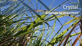  Presentation with cane - Slide deck featuring dalmation landing after a jump background and a white colored foreground