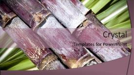  Presentation with sugar - Audience pleasing theme consisting of sugar cane on a green backdrop and a coral colored foreground