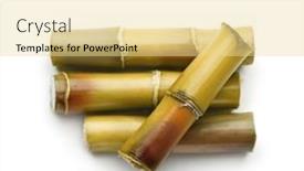  Presentation with sugar cane - Cool new PPT theme with sugar-cane-plant-isolated backdrop and a blonde colored foreground