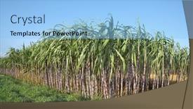  Presentation with tree farm - PPT theme consisting of sugar-cane-plantation-crops background and a light blue colored foreground