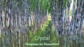  Presentation with sugar industry - Slides with sugar-cane-plantation-fresh-sugarcane background and a tawny brown colored foreground