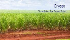  Presentation with sugar cane - Colorful presentation theme enhanced with sugar cane plantation in cuba backdrop and a sky blue colored foreground