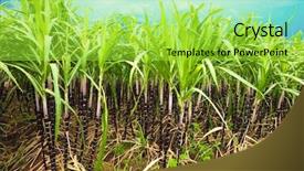  Presentation with hoa - Amazing PPT theme having sugar cane plantation khanh hoa backdrop and a yellow colored foreground