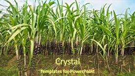  Presentation with hoa - Slides having sugar cane plantation khanh hoa background and a tawny brown colored foreground