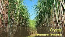  Presentation with sugar - Colorful slides enhanced with sugar cane plantation backdrop and a tawny brown colored foreground