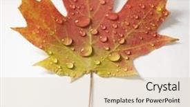  Presentation with fall color - Slide deck enhanced with sugar maple leaf in fall color sprinkled with water droplets against white background background and a lemonade colored foreground