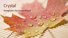  Presentation with fall color - Beautiful PPT theme featuring sugar maple leaf in fall backdrop and a  colored foreground