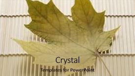  Presentation with maple leaf - Slides with sugar maple leaf resting on bamboo mat background and a coral colored foreground