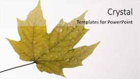  Presentation with water droplets - Slide deck having sugar maple leaf sprinkled with water droplets on white background background and a white colored foreground