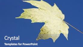  Presentation with maple leaf - Slides enhanced with sugar maple leaf sprinkled with water droplets against blue background background and a ocean colored foreground
