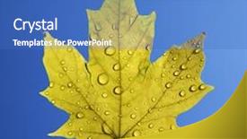  Presentation with water droplets - Theme consisting of sugar maple leaf sprinkled with water droplets against blue background background and a teal colored foreground