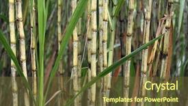  Presentation with ethanol - Slide deck consisting of sugar production and ethanol background and a tawny brown colored foreground