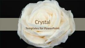  Presentation with sugar - Beautiful slide deck featuring sugar rose isolated on black backdrop and a soft green colored foreground