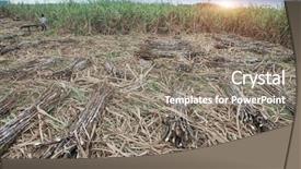  Presentation with sugarcane - Amazing slide set having sugarcane fields in sunset backdrop and a gray colored foreground