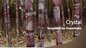  Presentation with sugar cane - Audience pleasing PPT layouts consisting of sugarcane juice - sugar cane farm backdrop and a tawny brown colored foreground