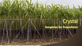  Presentation with sugar cane - Theme with sugarcane juice - sugar cane farm background and a tawny brown colored foreground