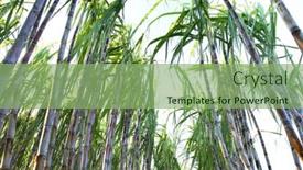  Presentation with farm food - Slide deck enhanced with sugarcane-planted-to-produce-sugar background and a seafoam green colored foreground