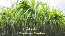  Presentation with tree farm - Theme with sugercane - farm of sugar cane tree background and a tawny brown colored foreground