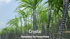  Presentation with tree farm - PPT layouts featuring sugercane - farm of sugar cane tree background and a ocean colored foreground